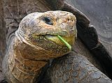 Galapagos 5-1-07 Puerto Ayora Darwin Research Station Tortoise Close Up Here is a close up view of a giant tortoise at the Darwin Research Station.